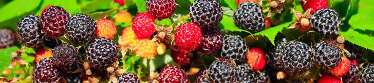 black-raspberry-and-leaves-on-the-boards